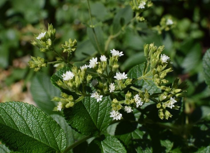 stevia plant with blossoms
