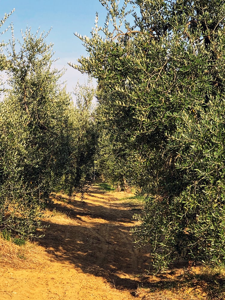 Vineyard and Olive Grove in Tuscany