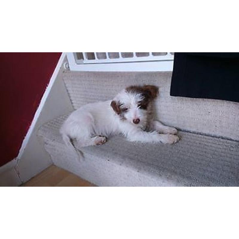 14 week old Female Puppy Jack Russell cross Miniature Poodle