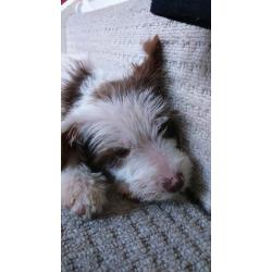 14 week old Female Puppy Jack Russell cross Miniature Poodle
