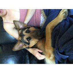 11 month old male German Shepard free to a loving home