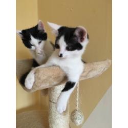 beautiful kittens for sale