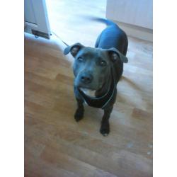 5 month old blue staff needs a loving home
