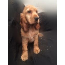 Red show type cocker spaniels puppies