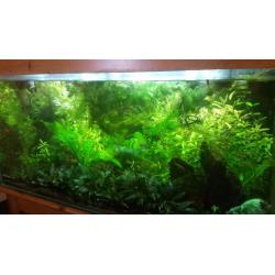 Tropical plants for fish tank: hornwort, hygrophila, crypt, amazon sword, duckweed, mts snails