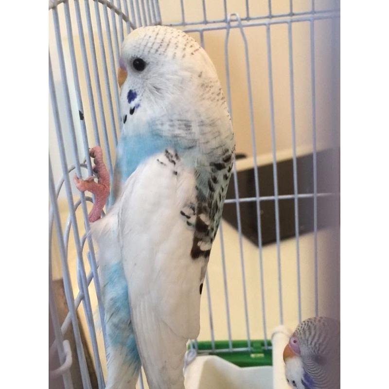 baby budgie and cage
