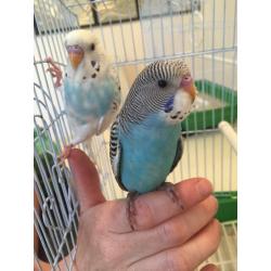 baby budgie and cage