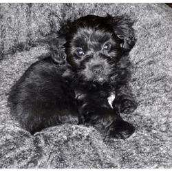 Beautiful tiny Chihuahua x poodle puppy F1 PRA Clear