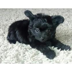 Beautiful tiny Chihuahua x poodle puppy F1 PRA Clear