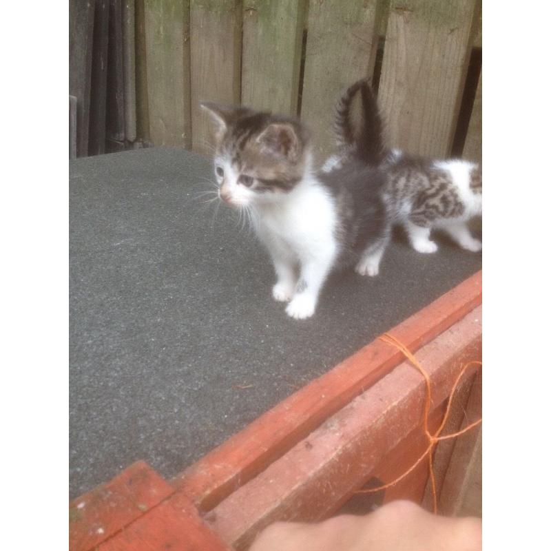 2 lovely tabby kittens just left