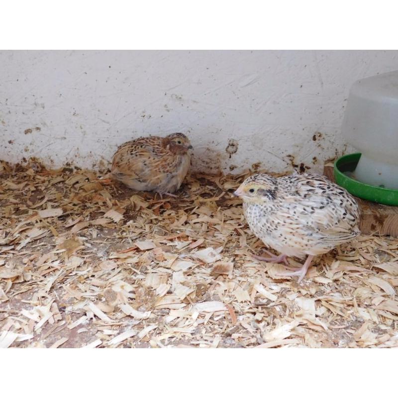 Japanese quail pairs