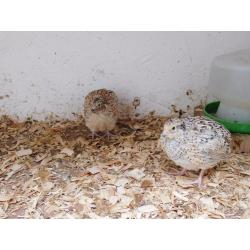 Japanese quail pairs