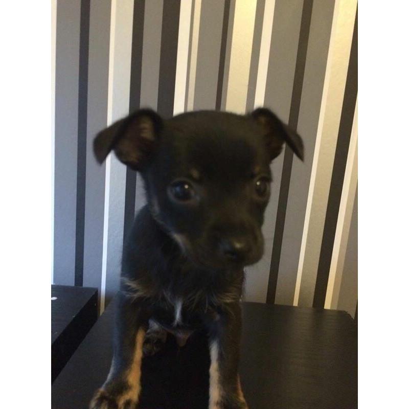 Chihuahua puppie for sale