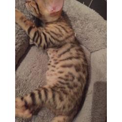 Pure Bengal kittens ready now