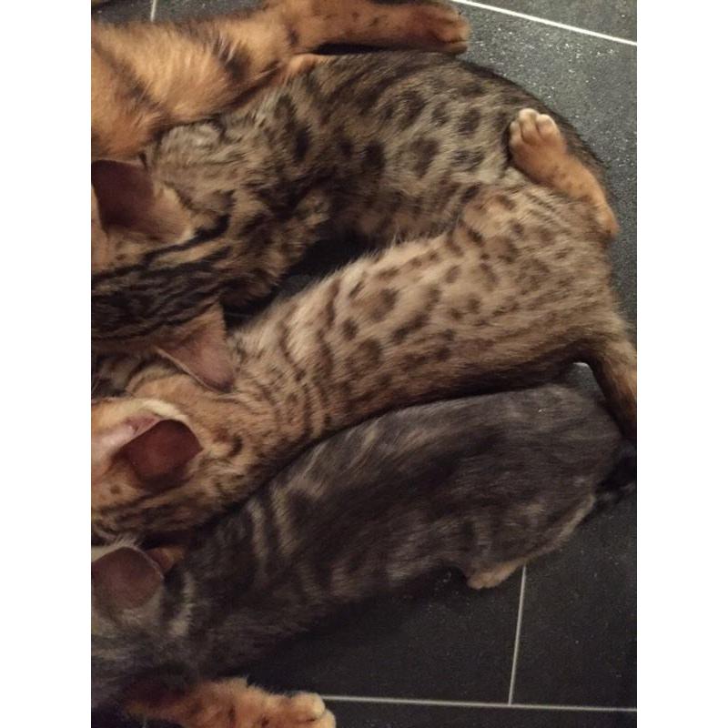 Pure Bengal kittens ready now