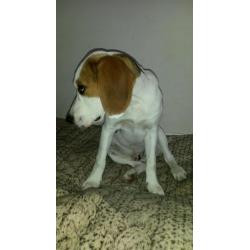 5 month old male Beagle pup