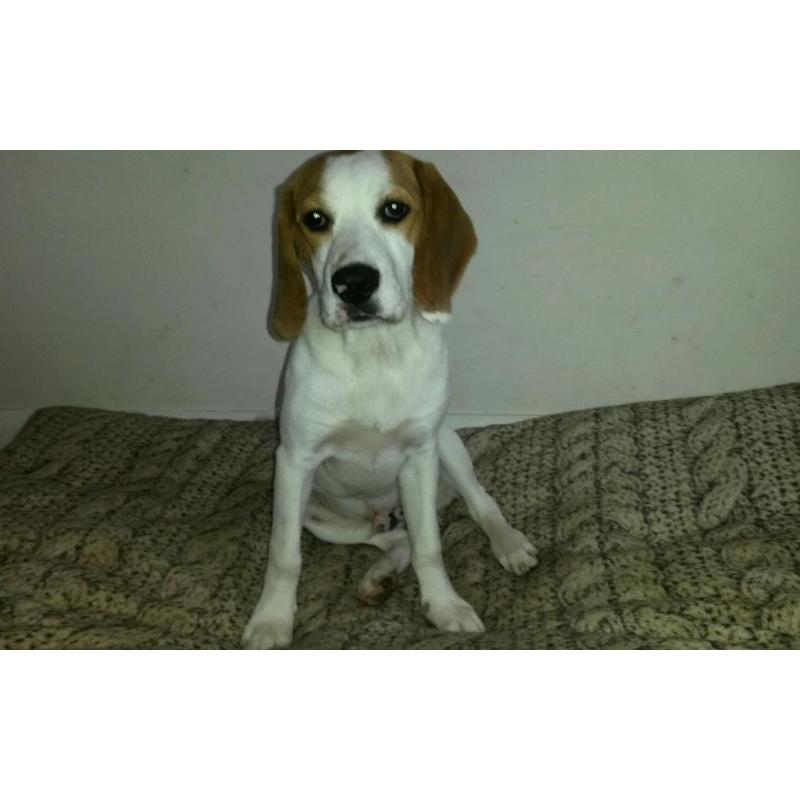 5 month old male Beagle pup