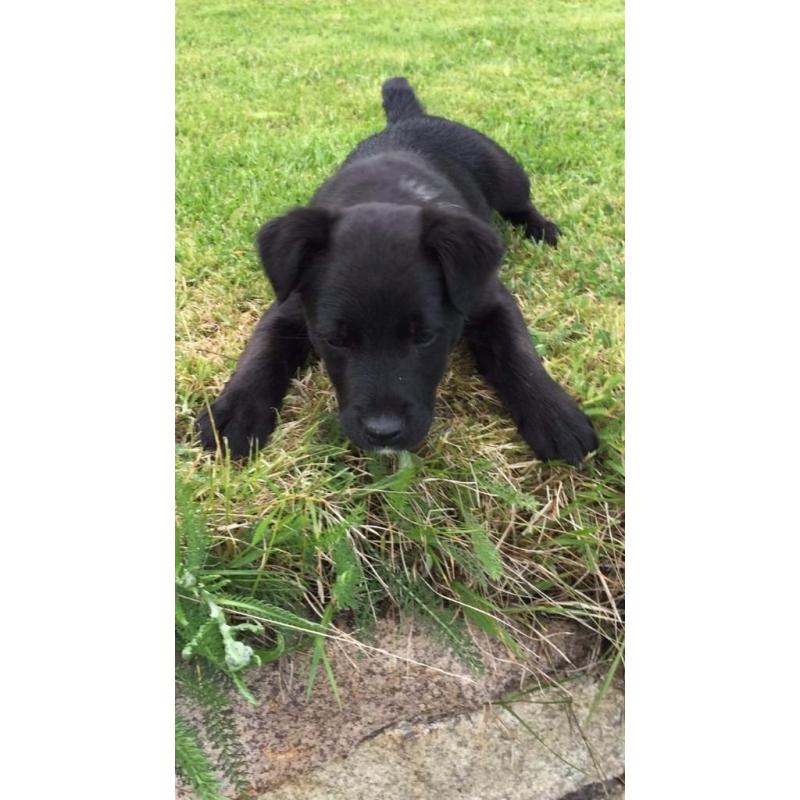 Patterdale cross border pup for sale