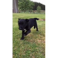 Patterdale cross border pup for sale