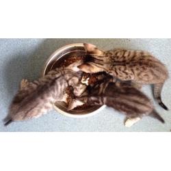 Full Pedigree Bengal Kittens