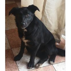 1 year old Female Collie - Loving Home Needed - Perfect Paws Dog Sanctuary