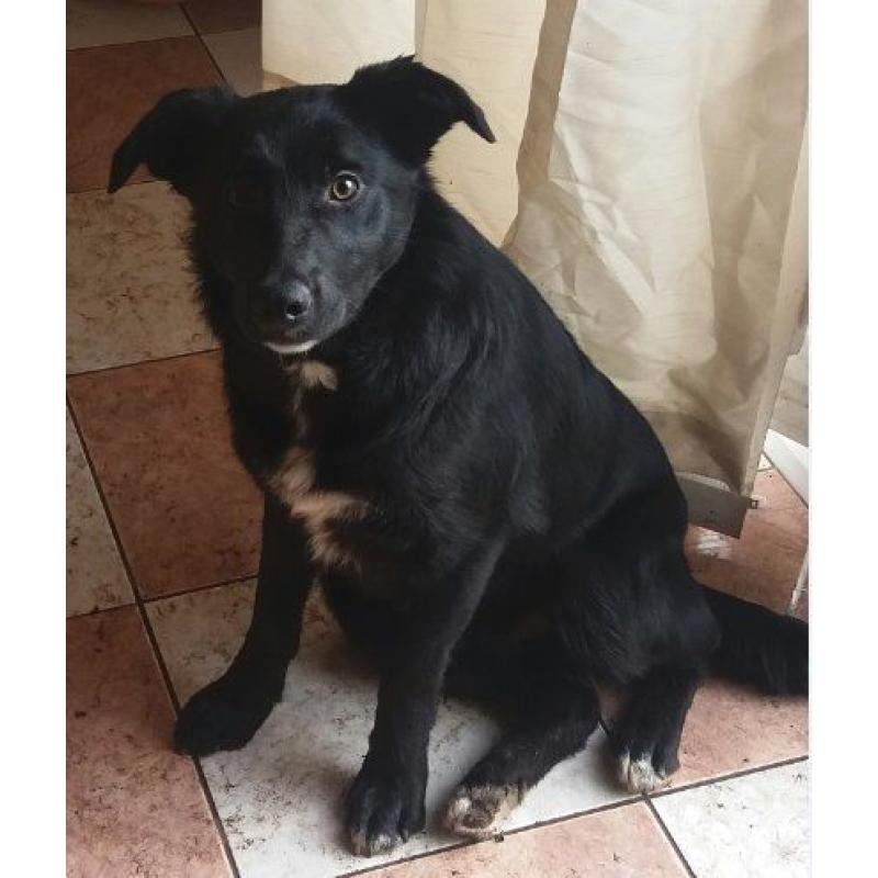 1 year old Female Collie - Loving Home Needed - Perfect Paws Dog Sanctuary