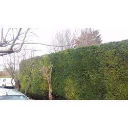 YOUR GARDEN NEEDS ME , fencing , hedge cutting , tree services , turf, decking ,paving
