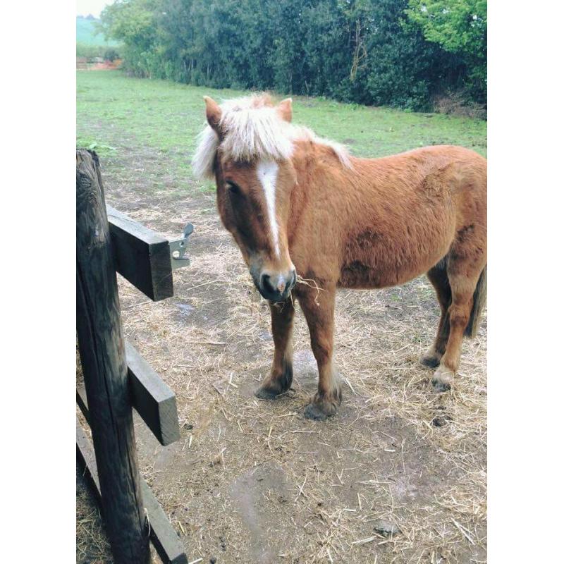 12hh PERFECT KIDS PONY FOR SALE