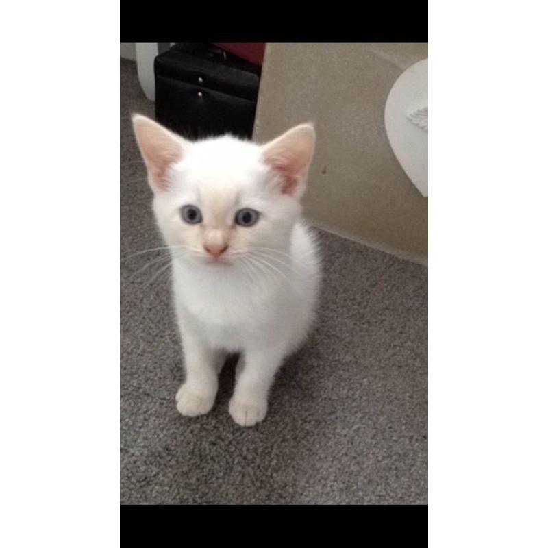 Male white kitten