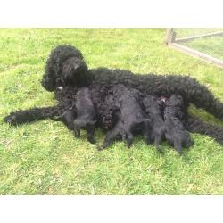 Gorgeous black curly Goldendoodles