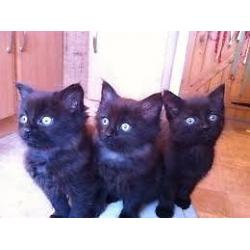 persian kittens dark brown