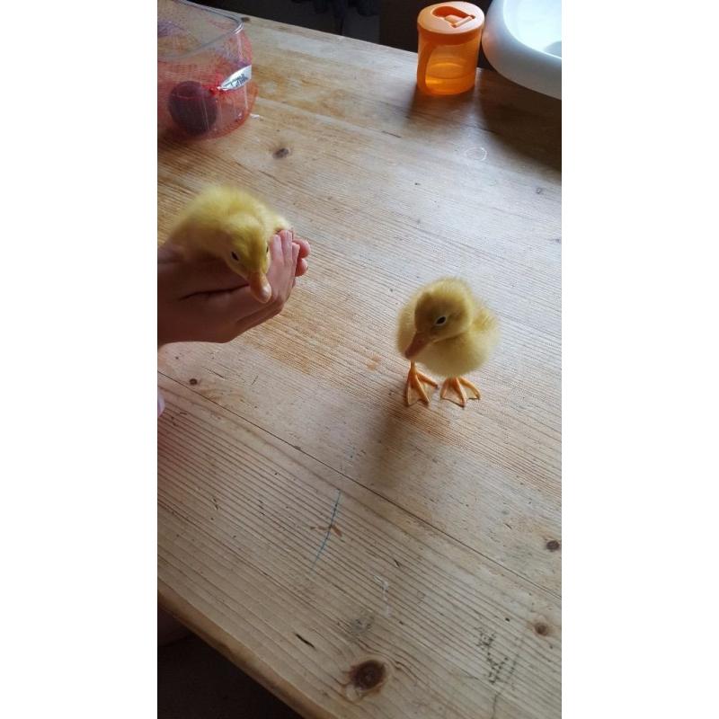 2 female runner ducklings 4 days old and tame