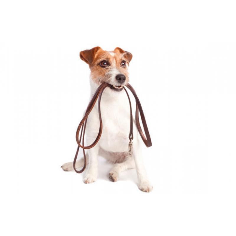 RELIABLE DOG WALKING SERVICE (GORTON)