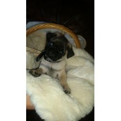 Outstanding KC Pug Puppies - ONLY 3 MALES LEFT