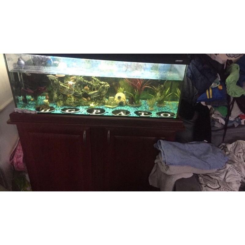 Tropical fish and tank