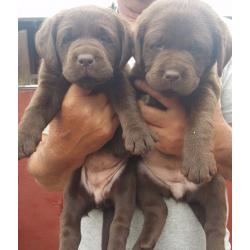 Litter of lovely chocolate labrador puppies pedigree kc reg
