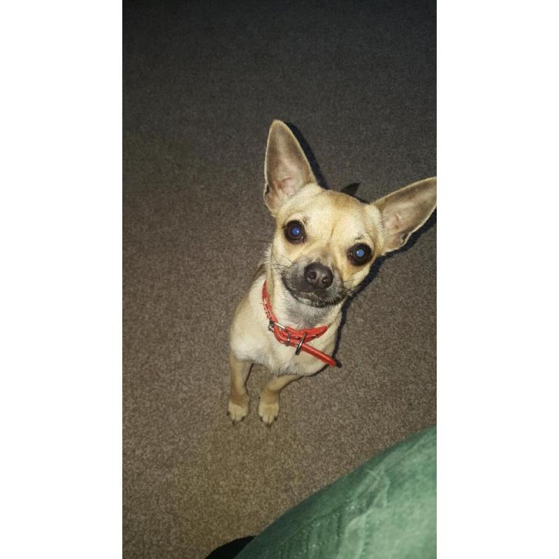 1 Year old Male Chiuhuahua - Good Home Only
