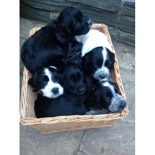 Sprocker spaniels pupies black and white and black