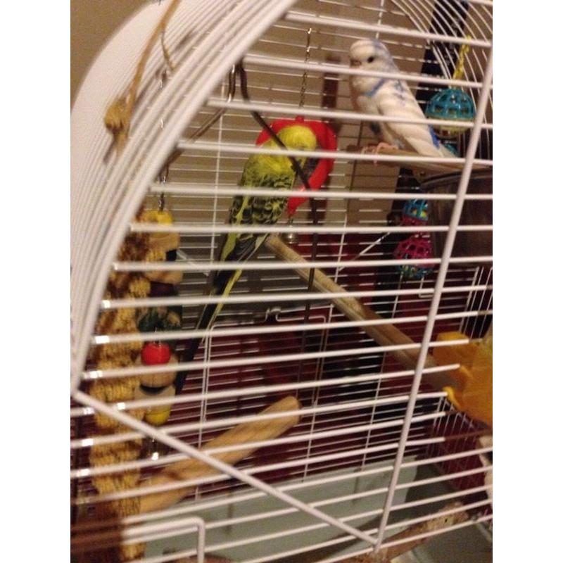 Pair of budgies and cage