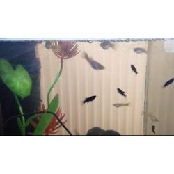 Tropical Fish, Guppies For Sale