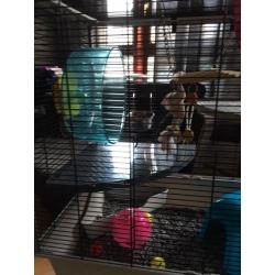 New rat cage with accessories