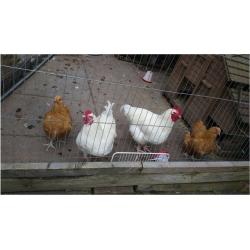 2 Hens and 2 Roosters for Sale