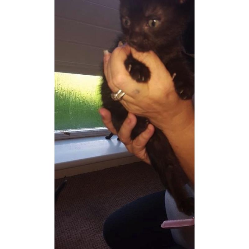 One Male Black Kitten for Sale £60