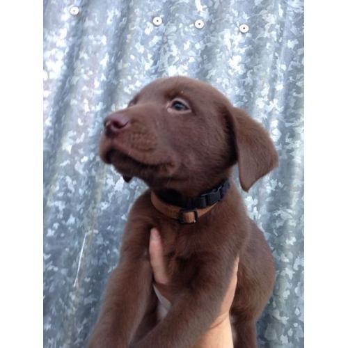 Chocolate Labrador pups for sale kc registered