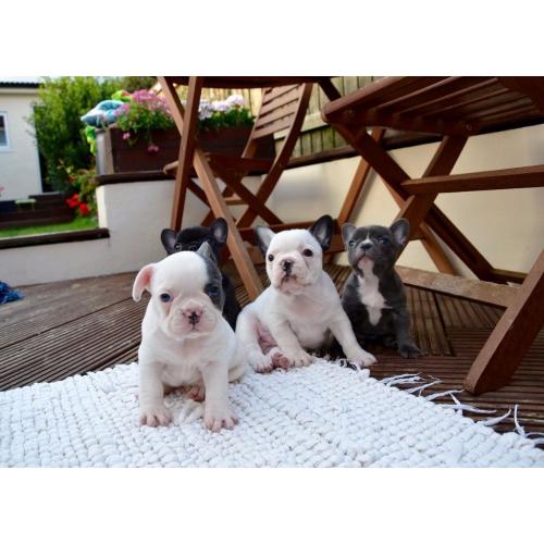 Beautiful KCreg Top Quality French Bulldog Puppies