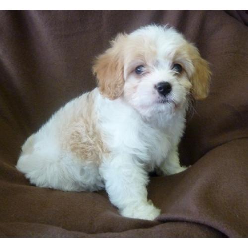 Cavachon puppies for sale blenheim colouring,lovely coats.