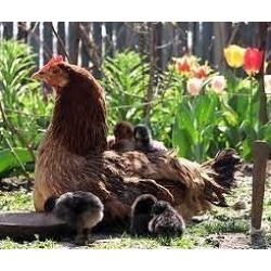 Hens for sale point of lay