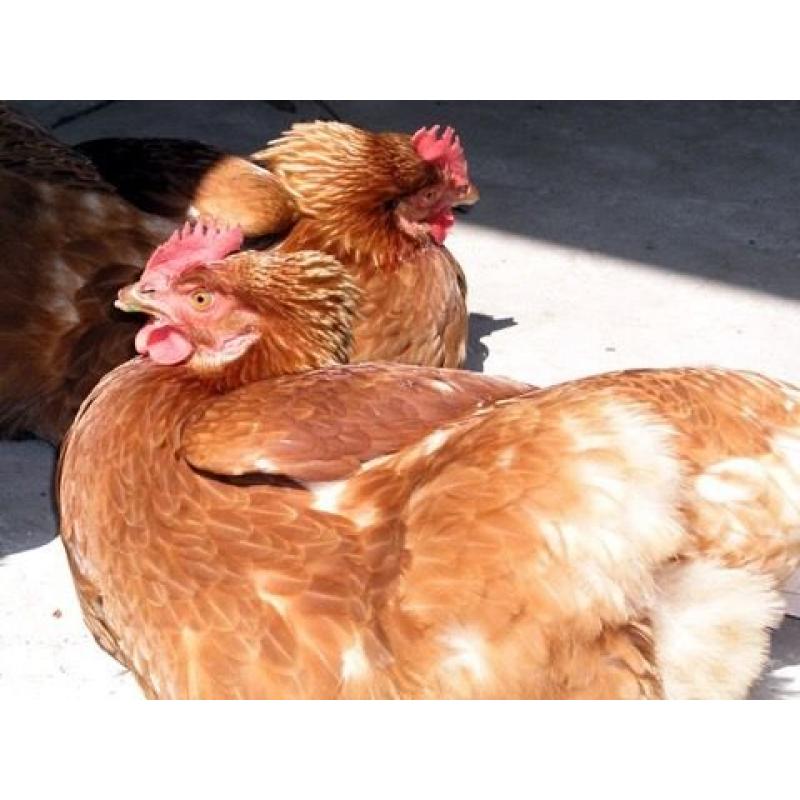 Hens for sale point of lay