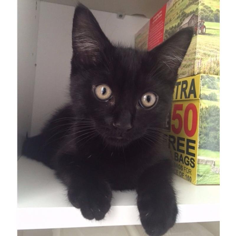 BLACK KITTEN, 4 MONTHS OLD, VACCINATIONS UP TO DATE, FLEAD AND WORMED, VERY FRIENDLY CUTE LITTLE BOY