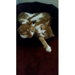 2 year old male cats
